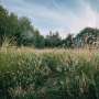 New genome study rewrites the early history of grasses, the world's most important plant family