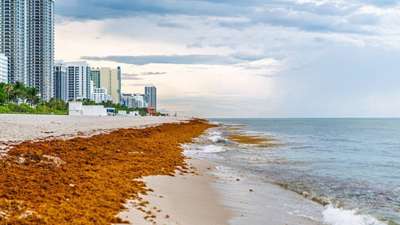 Mexico clears 100,000 tons of sargassum as seaweed crisis hits tourism