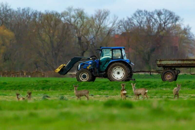 AI more likely to kill animals if it saves fuel or money