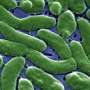 Flesh‑eating bacteria are devouring limbs in warming waters worldwide—here's how to protect yourself