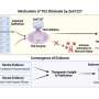 Humanized mouse model could significantly improve preclinical research on drugs for celiac disease