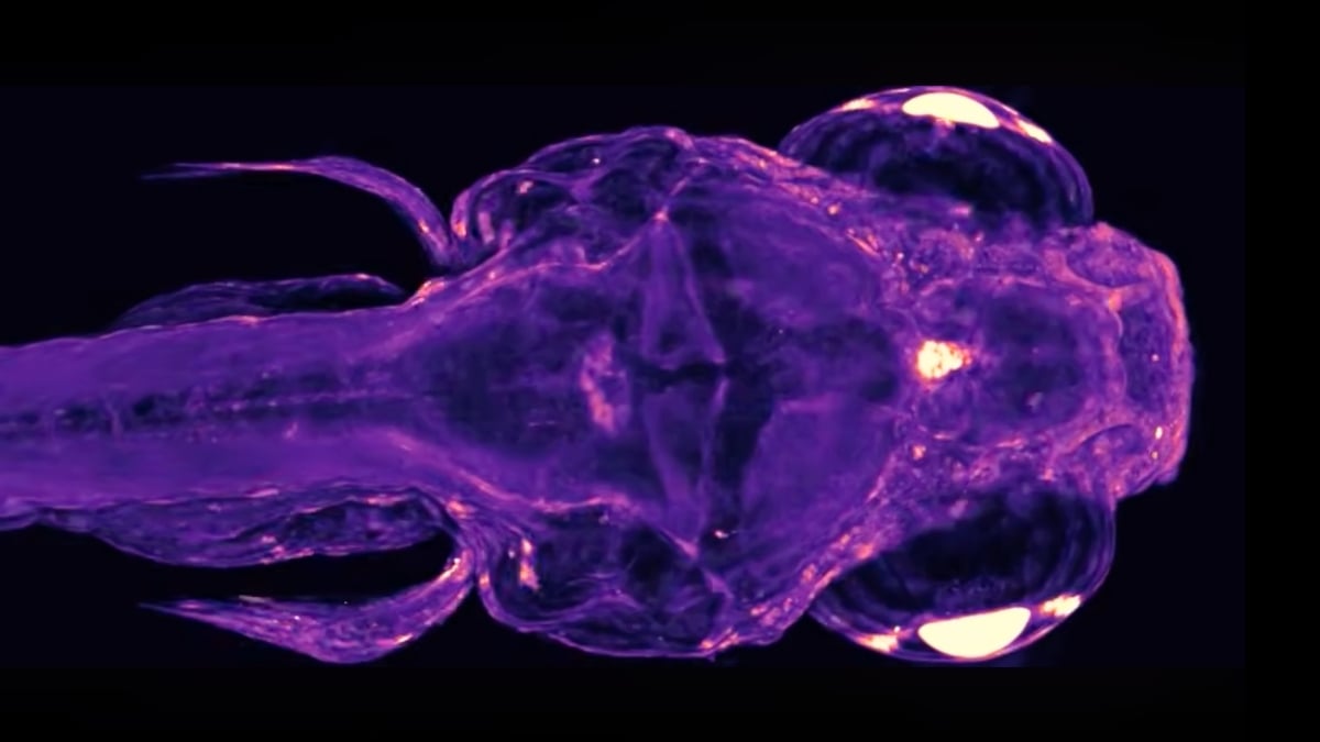 Scientists Can Now Watch 'Conversations' Between Cells Across The Body of a Living Animal