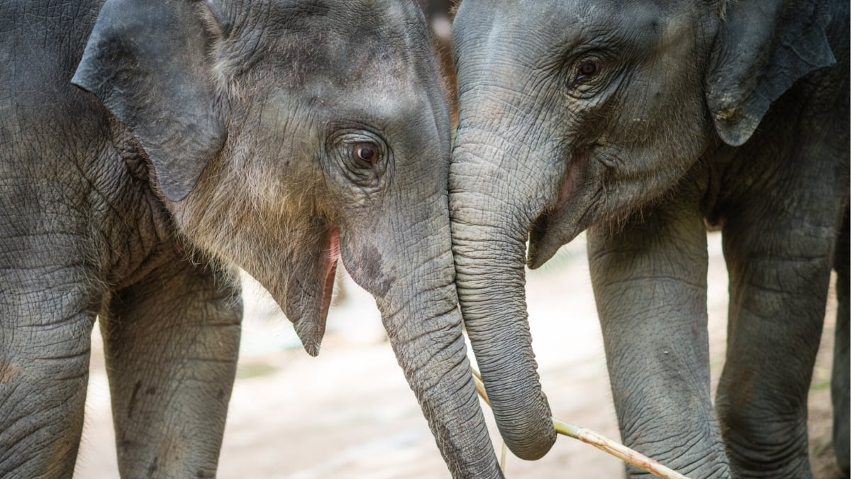 Elephants Just Passed a Classic Psychology Test – With More Restraint Than Many Humans