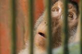 When a Total Solar Eclipse Darkened an Empty Zoo, Macaques Climbed and Zebras Ran