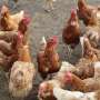 Immune 'reprogramming' could protect poultry from deadly diseases without antibiotics