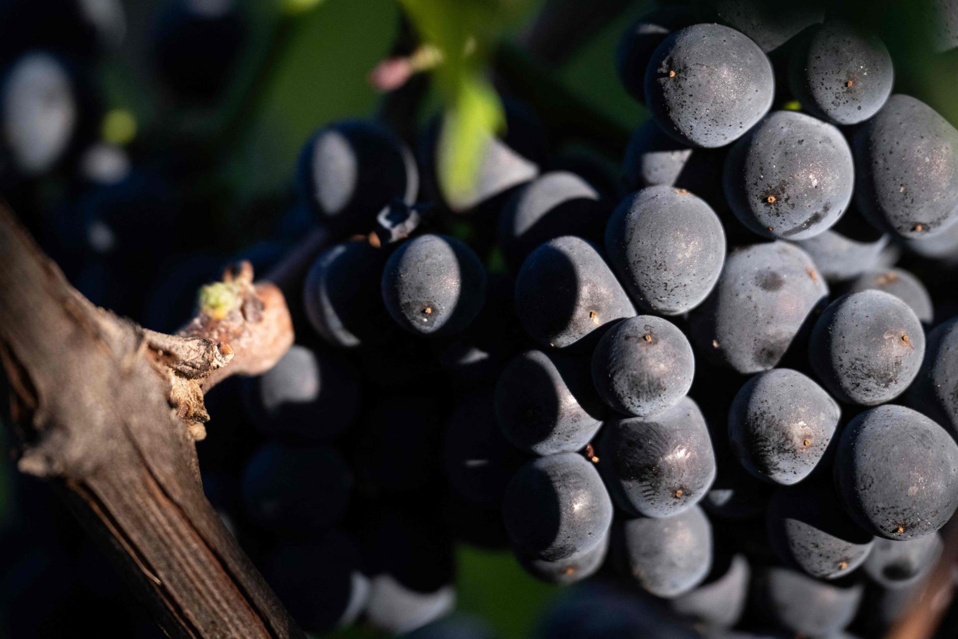 Earliest-ever harvest for France's Champagne region after heatwaves