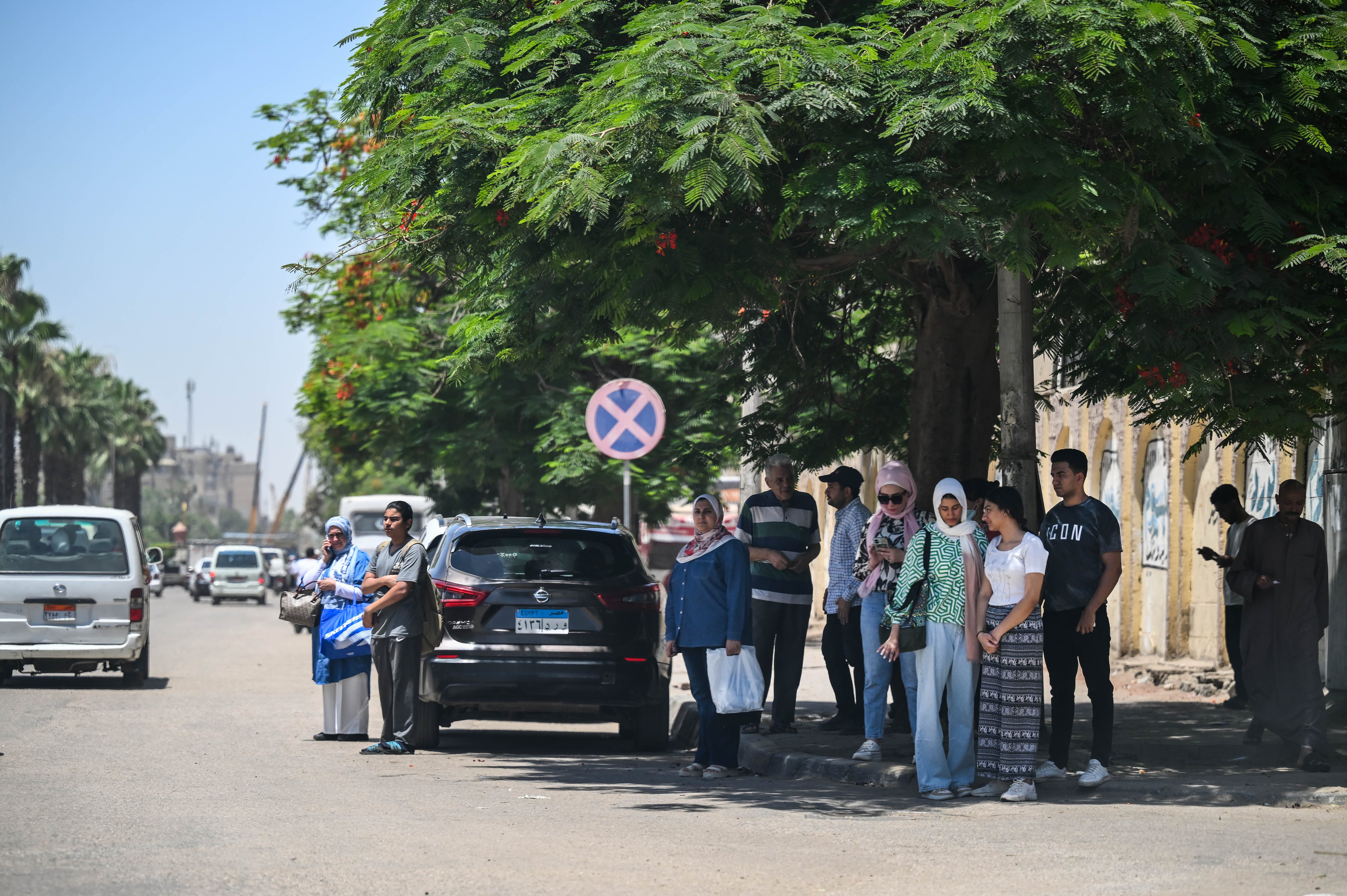 'Massacre' of trees in Cairo triggers national uproar