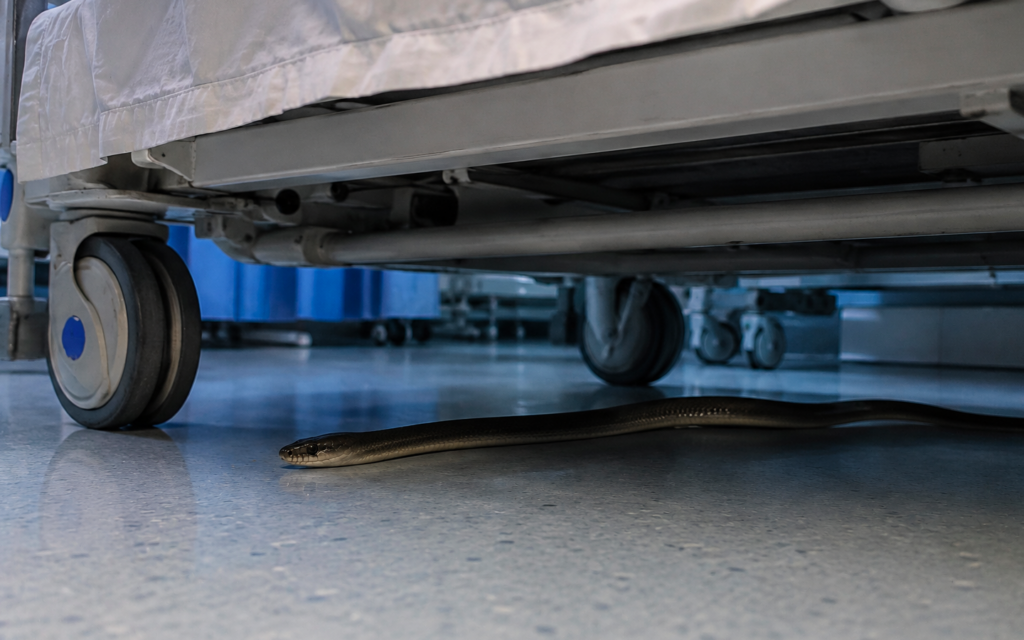 Snakes discovered beneath patients’ beds at hospital in southern Spain