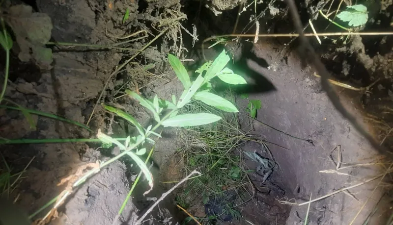 The Belarus border tunnels reached Latvia—guards turned back the 15 migrants who crawled underground