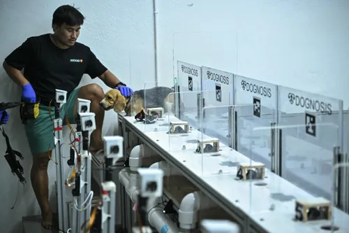 Dogs, AI and cancer: Could a sniff be the future of early detection?