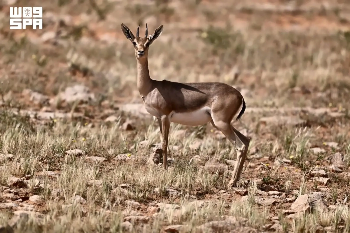 Imam Turki bin Abdullah Royal Nature Reserve records 3 Arabian gazelle births
