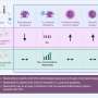 Dysregulated immune cells may cause silent inflammation after heart attack