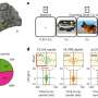 How brain ripples help support working memory