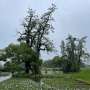 History, not age, determines the genomic importance of ancient trees
