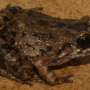 New frog species discovered in the Amazon's flooded forests
