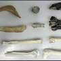 Ancient penguin fossils offer new window into Antarctica's changing climate