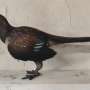 New evidence helps solve how earliest birds took flight