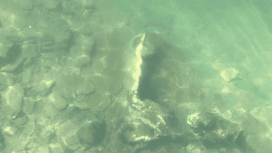 Low tide reveals Brisbane River’s dirty little secret