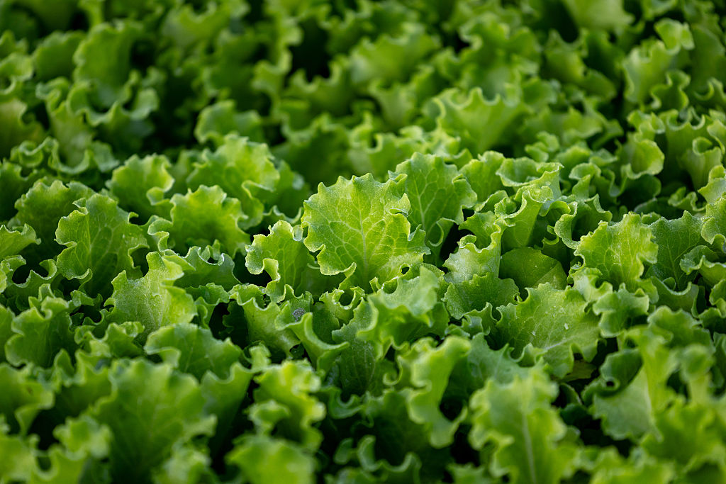 The Cyclospora Outbreak, By the Numbers