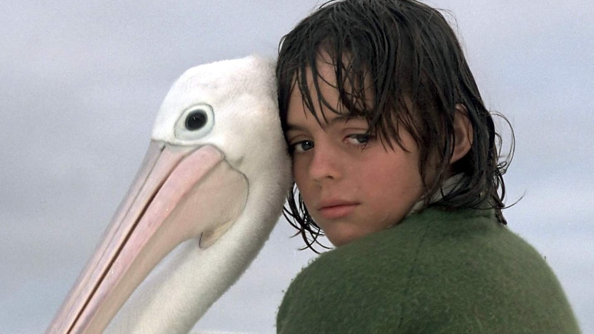 Storm Boy made Mr Percival famous. Now pelicans like him are under threat