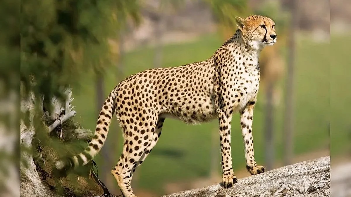 Monsoon Challenge: Weather Tests Resilience Of Cheetah Monitoring System In Kuno National Park