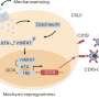 Finding a tumor's soft spot to power-up immunotherapy