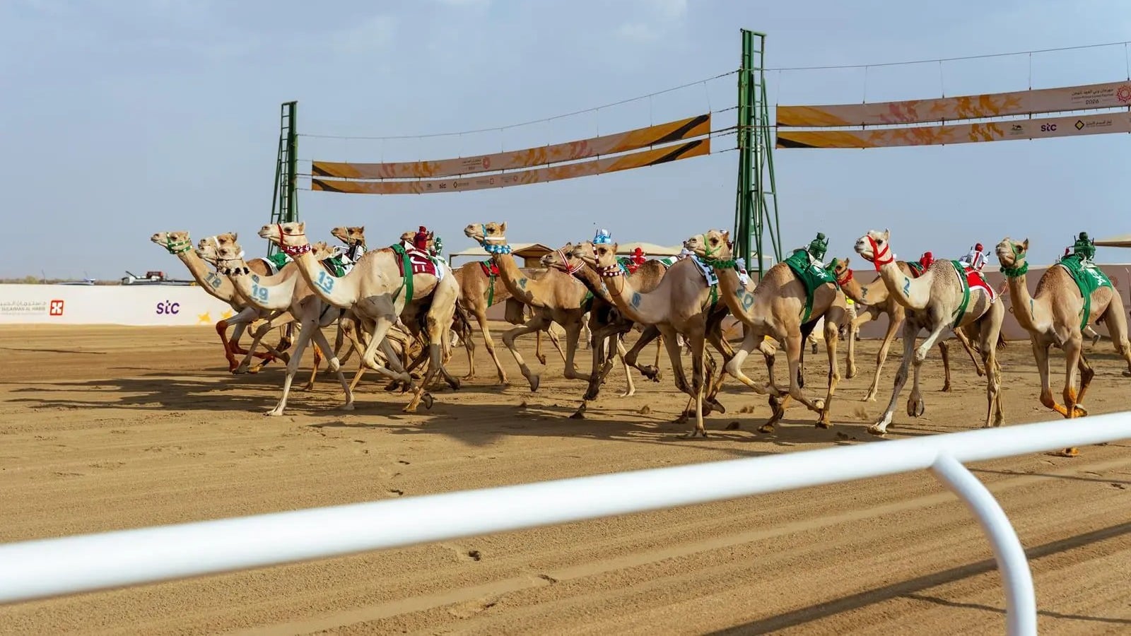 Camel market value hits 492 million riyals at Crown Prince Festival finale in Taif