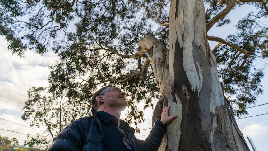 Nick Rogers's leafy suburb is ground zero in Australia's battle over trees