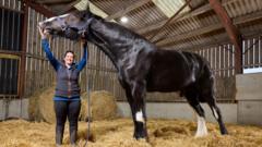 'He's massive!' Meet Hugo, the world's tallest horse
