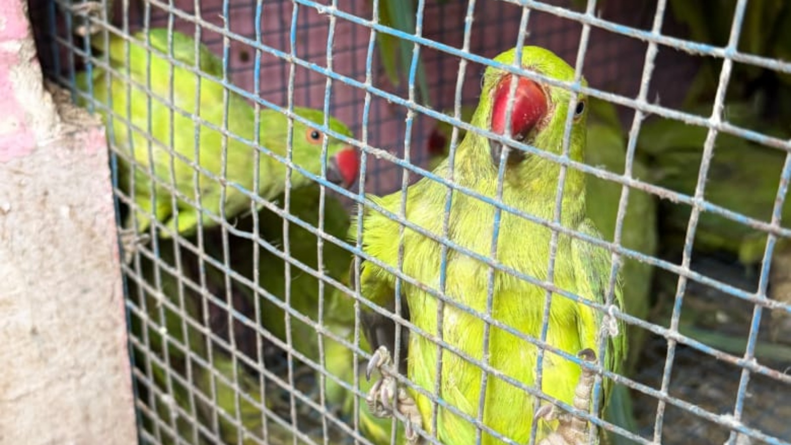 431 protected birds among 863 species seized from 5 pet shops near Delhi’s Jama Masjid
