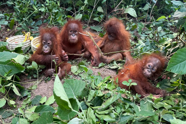 Ministry ready to repatriate five orangutan babies found in India