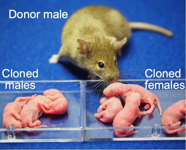 Scientists just created female clones of male mice