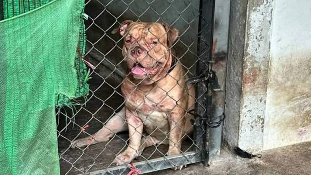 Thailand Reviews Dog Laws After Fatal Pit Bull Attacks