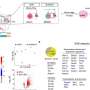 Restoring inhibitory neuron plasticity may reverse neurodevelopmental disorder symptoms, preclinical study suggests