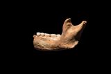 Newly Analyzed Skull Fragments Suggest Ancient Human Species Had a “Mosaic” Anatomy