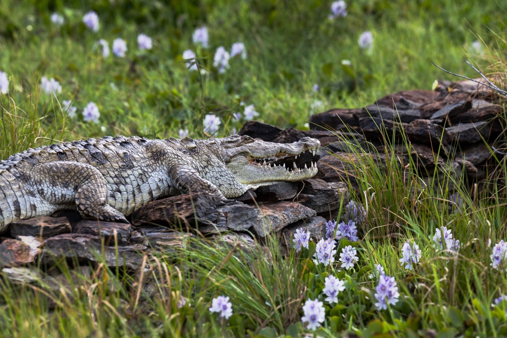 Rising Kenyan lakes push crocodiles closer to homes