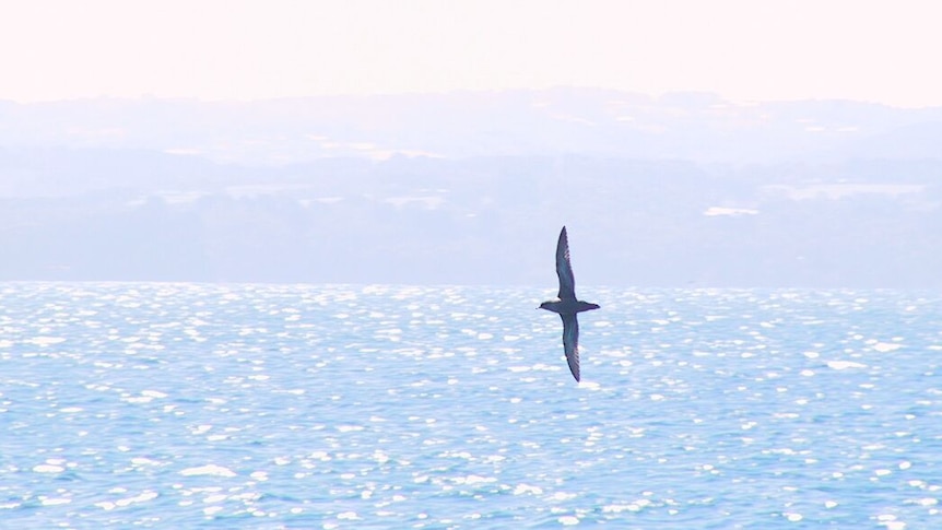 Tasmania free from bird flu, but experts say a case of when, not if