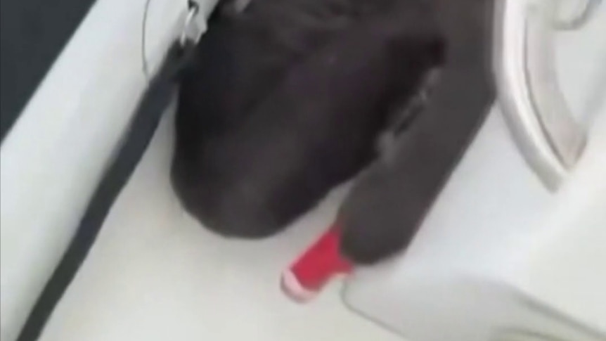 Black swan slapped, forced to inhale vape fumes, court hears