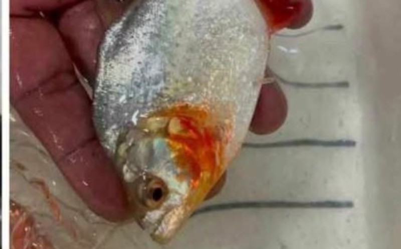 Piranha in Klau Dam? Pahang Fisheries investigates