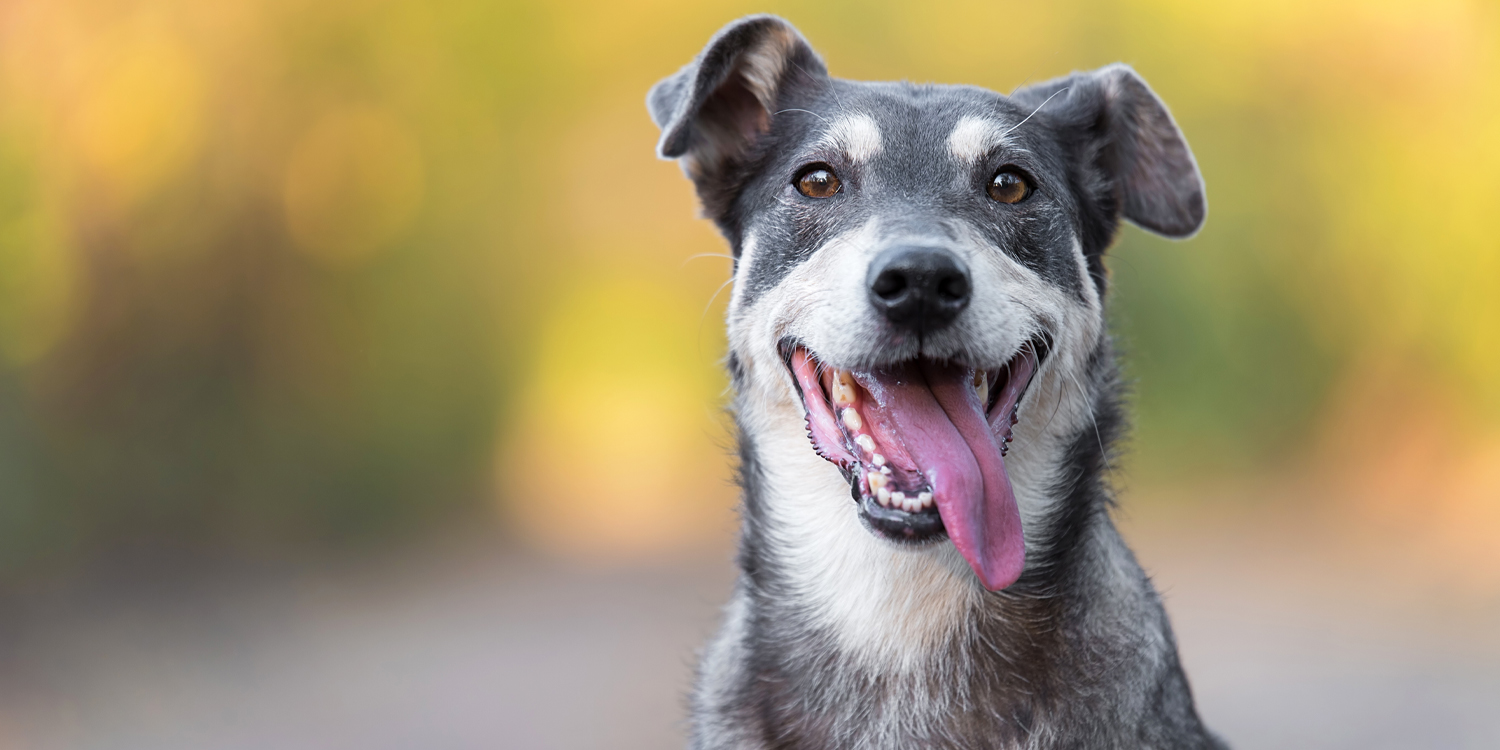 Dogs can distinguish between specific negative human facial expressions, brain scans show