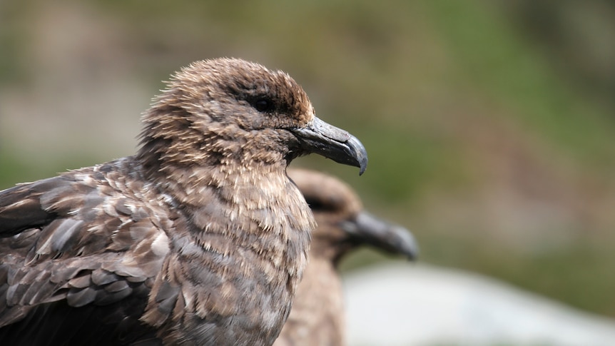 Breaking: Tasmania confirms first case of deadly bird flu strain H5N1