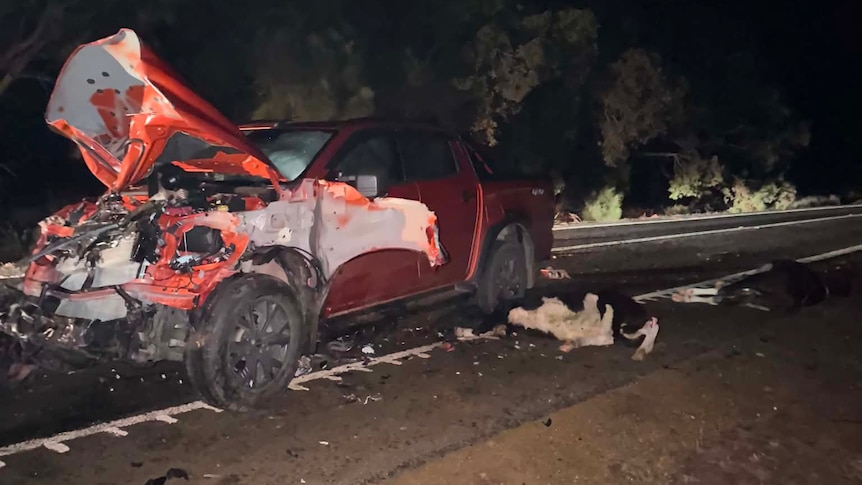 P-plater who ploughed car into herd of cattle recounts 'terrifying' ordeal