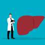 A timed liver signal may boost fat breakdown, pointing to potential metabolic treatments