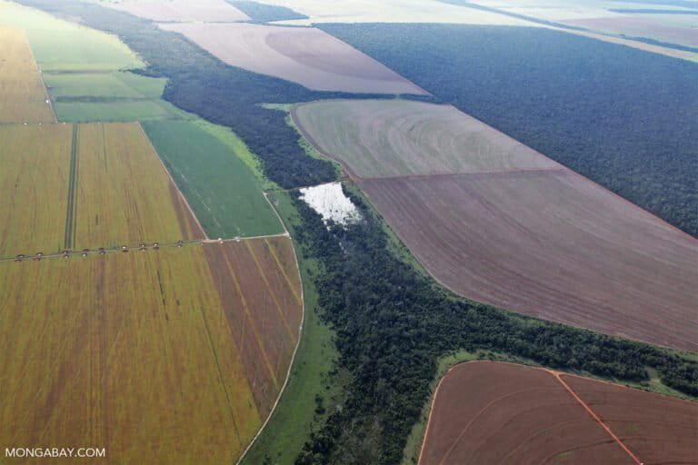 Brazil Supreme Court upholds laws that led to downfall of Amazon soy moratorium