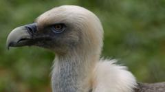 Vultures are disappearing in Nigeria - but the 'Vulture King' is fighting to reverse the trend