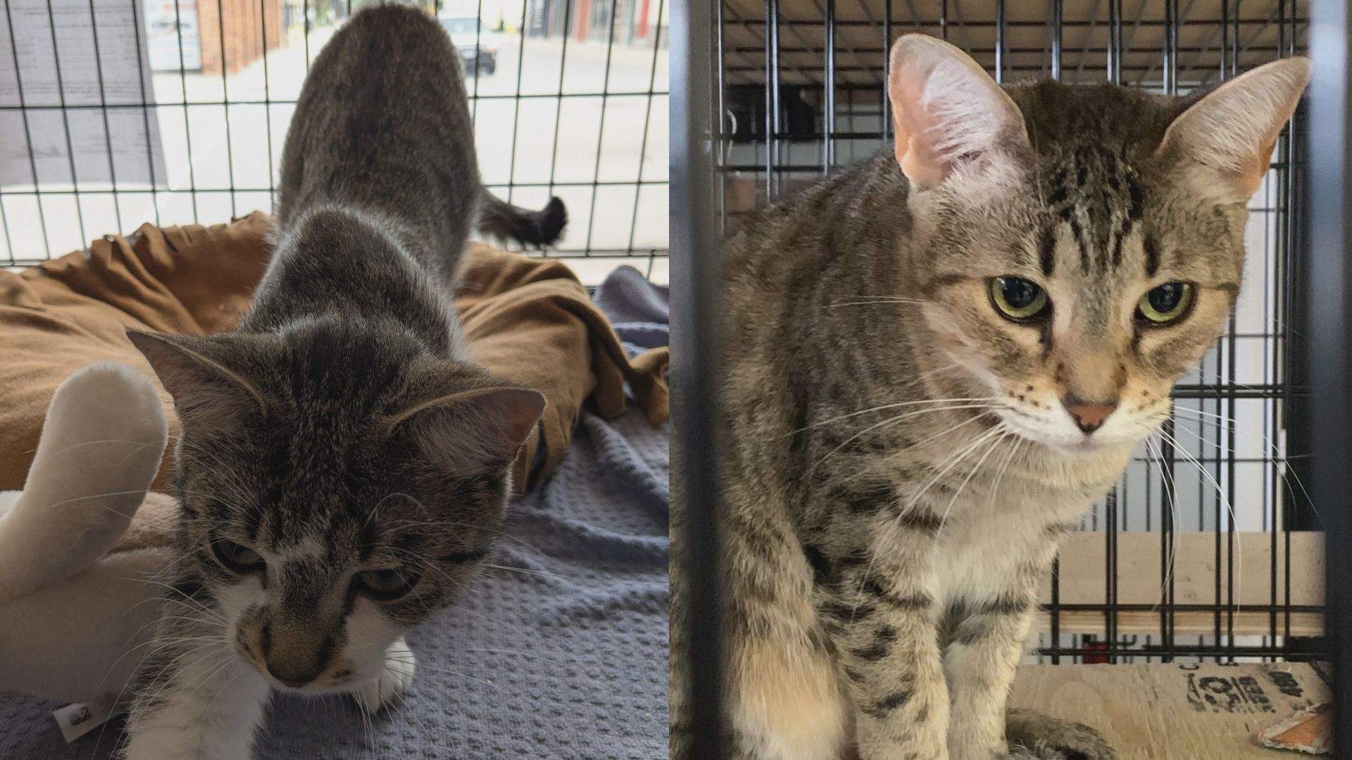 London-area animal rescue faces $200K bill after cats seized by province