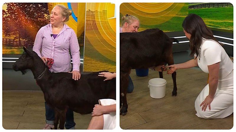 Today hosts try to milk a goat live on air