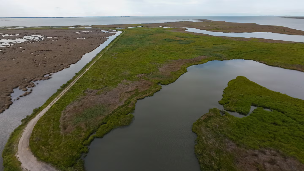 $13.5M Maryland project turns dredged sand into 70 acres of wetland for marsh birds