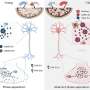 Aging oxidation drives brain proteins into harmful condensates, study finds