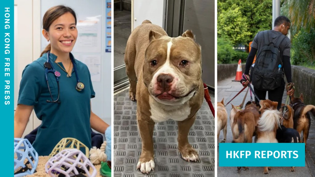 ‘Deed, not breed’: Owners and experts push back on stigma against ‘fighting dogs’